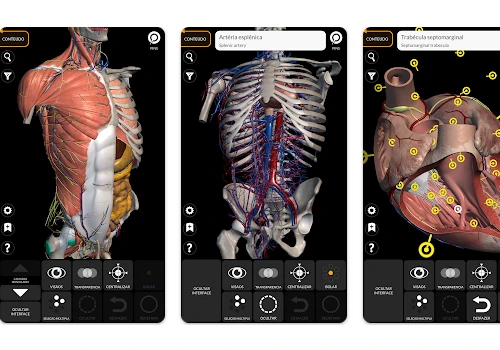 anatomia-humana